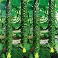 斯刻達(dá) 新鮮蔬菜黃瓜 口感清脆好吃 水分充足 清甜可口